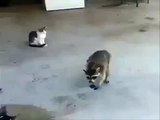 Raccoon steals food