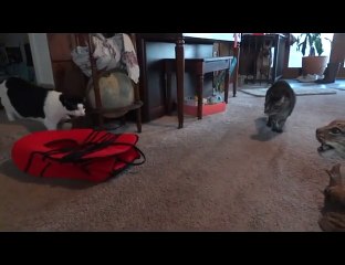 Funny Cats Get Scared