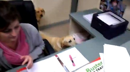 Dog works at the veterinarian office