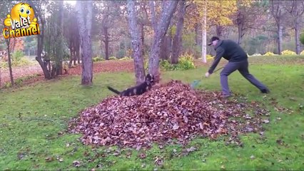 ПРИКОЛЫ 2016 Ноябрь | Лучшая Подборка Приколов #157 Funny Videos