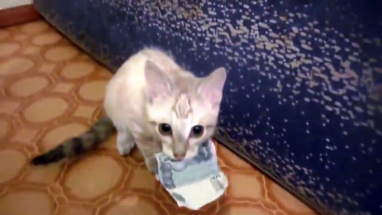 Un chat refuse de rendre un billet