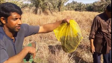 Bird Hunting And Cooking On The Barbecue - صيد طيور حره زرازير وشواء
