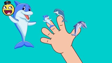 English Songs | Crazy Finger Family Dolphin | Kids Songs Collection