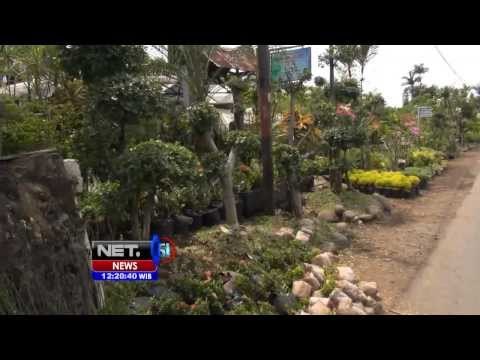 NET12 - Pedagang tanaman hias di Tasikmalaya kebanjiran pembeli di musim hujan