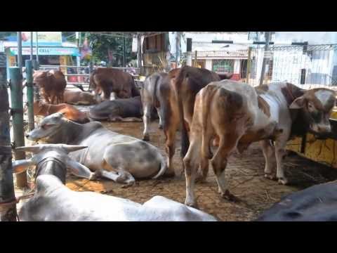 NET17 - Sapi lokal mampu bersaing untuk memenuhi kebutuhan daging nasional