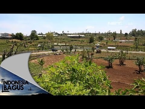 NET17 - Becak unik untuk mengangkut rumput di Gunung Lawu - Indonesia Bagus