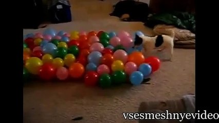 Самые лучшие приколы с животными