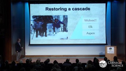 The Decrease of Aspen Groves in Yellowstone