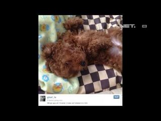 Entertainment News-Kelucuan anjing peliharaan Gisel