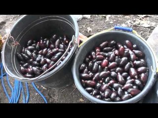 NET17 - Pemilik tanaman juwet atau jamblang di Lamongan kebanjiran pembeli