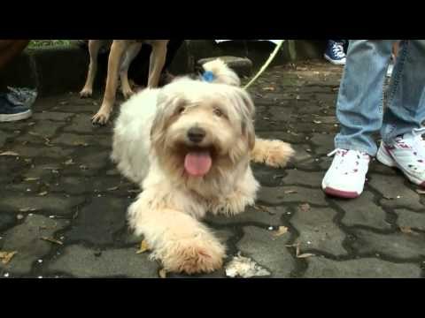 NET5 - Adopsi anjing dan kucing gratis