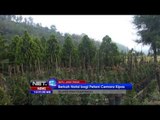 NET12 - Jelang Natal, omzet pohon cemara kipas di kota Batu Malang naik capai 300 persen