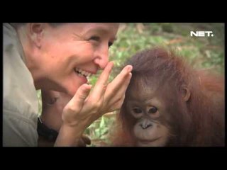 NET17 - Baby sitter khusus bayi orangutan yang kehilangan induk