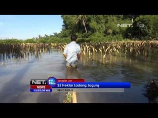 NET12 - 25 Hektar ladang jagung di Jember kebanjiran