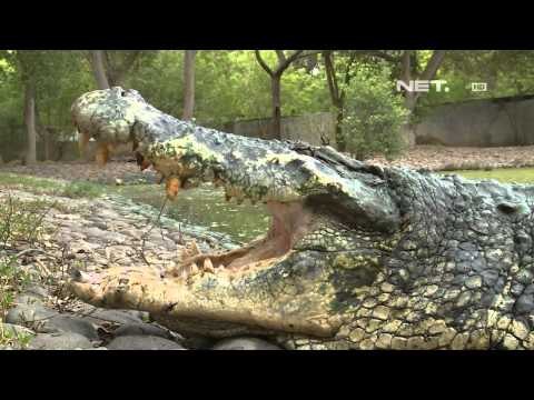 NET12 - Penangkaran buaya muara penguasa rawa