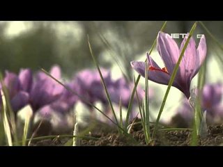 NET12 - Saffron rempah termahal di dunia