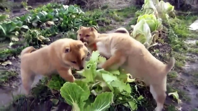 Приколы про животных. Как щенки развлекались. Fun with animals. Приколы про собак.