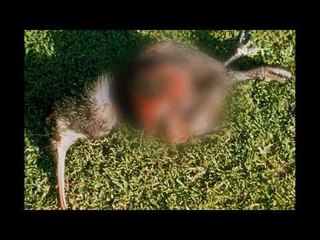 NET12 - Burung Kiwi terancam punah