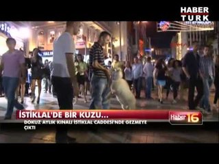 İstiklal'de bir kuzu