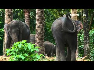 NET12 - Yana mau tanya - Konservasi Gajah