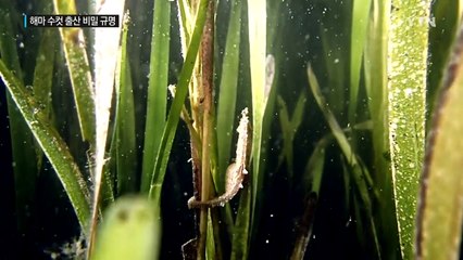 수컷이 출산하는 해마...산란 비밀 첫 규명 / YTN (Yes! Top News)