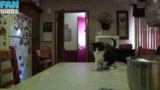 ТЕСТ НА ПСИХИКУ СМЕШНЫЕ КОТЫ ПРИКОЛЫ С КОТАМИ ТОПовая подборка ПРИКОЛЫ С КОШКАМИ музыкальные приколы