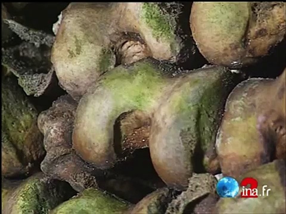 Les catacombes de Paris  en danger - Archive INA-9zMuiIFnp3Q