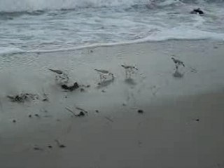 Seagulls on Bal Harbour Beach