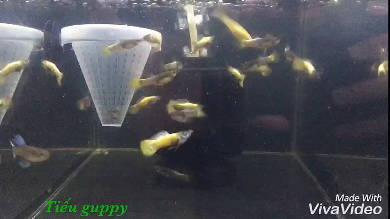 Full Gold