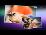 NET24 - Seluk beluk hewan Sugar Glider