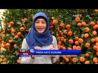 Video herunterladen: NET12 - Tanaman pohon jeruk hias