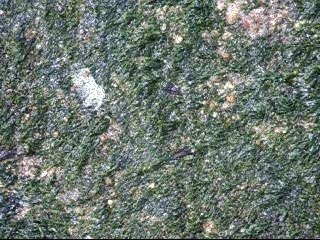 Venez au Verdon sur Mer (gironde)