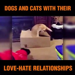 Dogs and Cats love-hate relationship