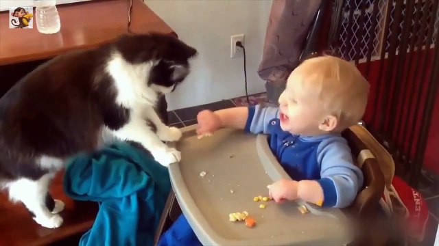 Смешной кошачий коктейль!!! №1