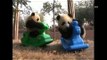 NET5 - Lucunya Tingkah Laku Anak Panda di China