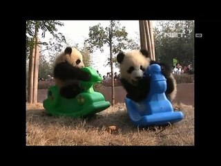 NET5 - Lucunya Tingkah Laku Anak Panda di China