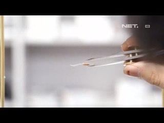 NET24 - Mengangkat Benda dengan Kekuatan Suara