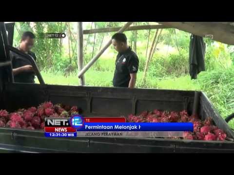 NET12 - Permintaan buah naga meningkat pesat