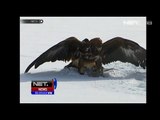 NET5 - Kompetisi burung Elang Cina Kazakh