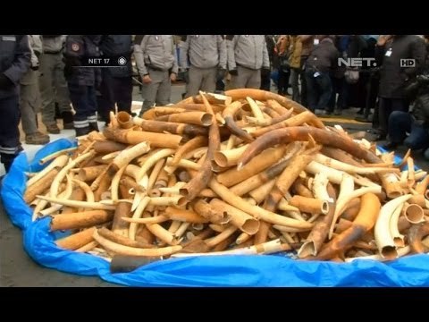 NET17 - 3 Ton Gading Gajah Hasil Razia Dihancurkan di Perancis