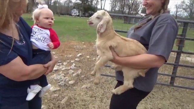 Les chèvres sont les animaux les plus drôles - Compilation Goat