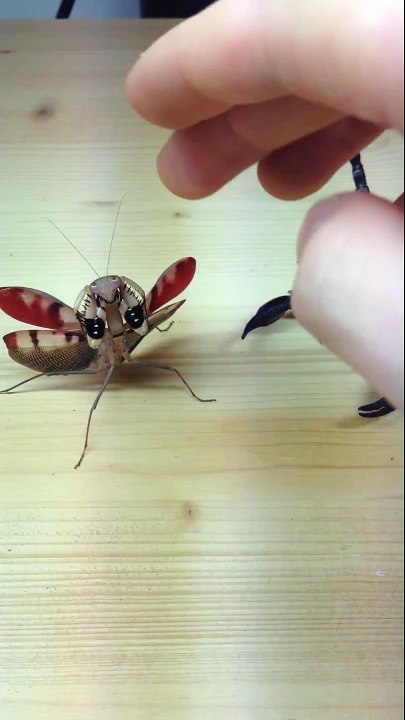 Mante religieuse VS scorpion