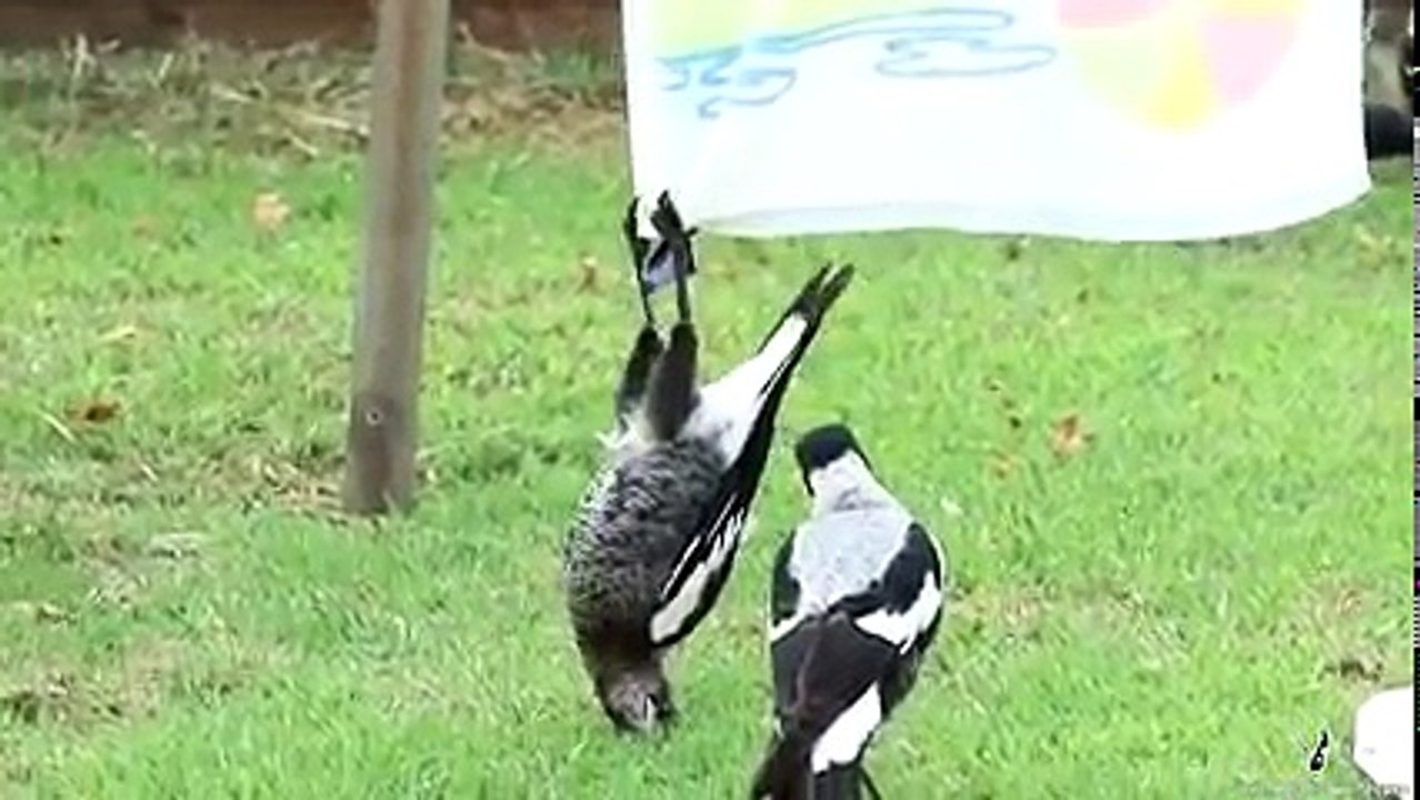 The Magpie Whisperer