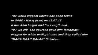 Самая большая змея планеты.The biggest snake planet.