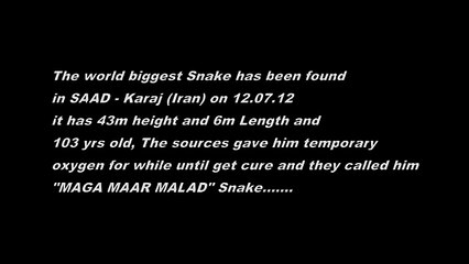 Самая большая змея планеты.The biggest snake planet.