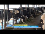 IMS - Berwisata ke sentra peternakan sapi perah di Banyuwangi