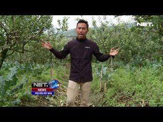 NET24 - Wisata Apel Malang berjuang setelah merugi