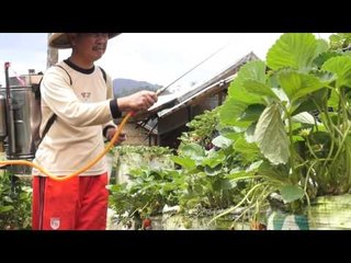 NET5 Kuliner Olahan Strawberry di Bandung