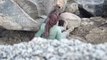 Un chasseur aide un dromadaire coincé sous un rocher