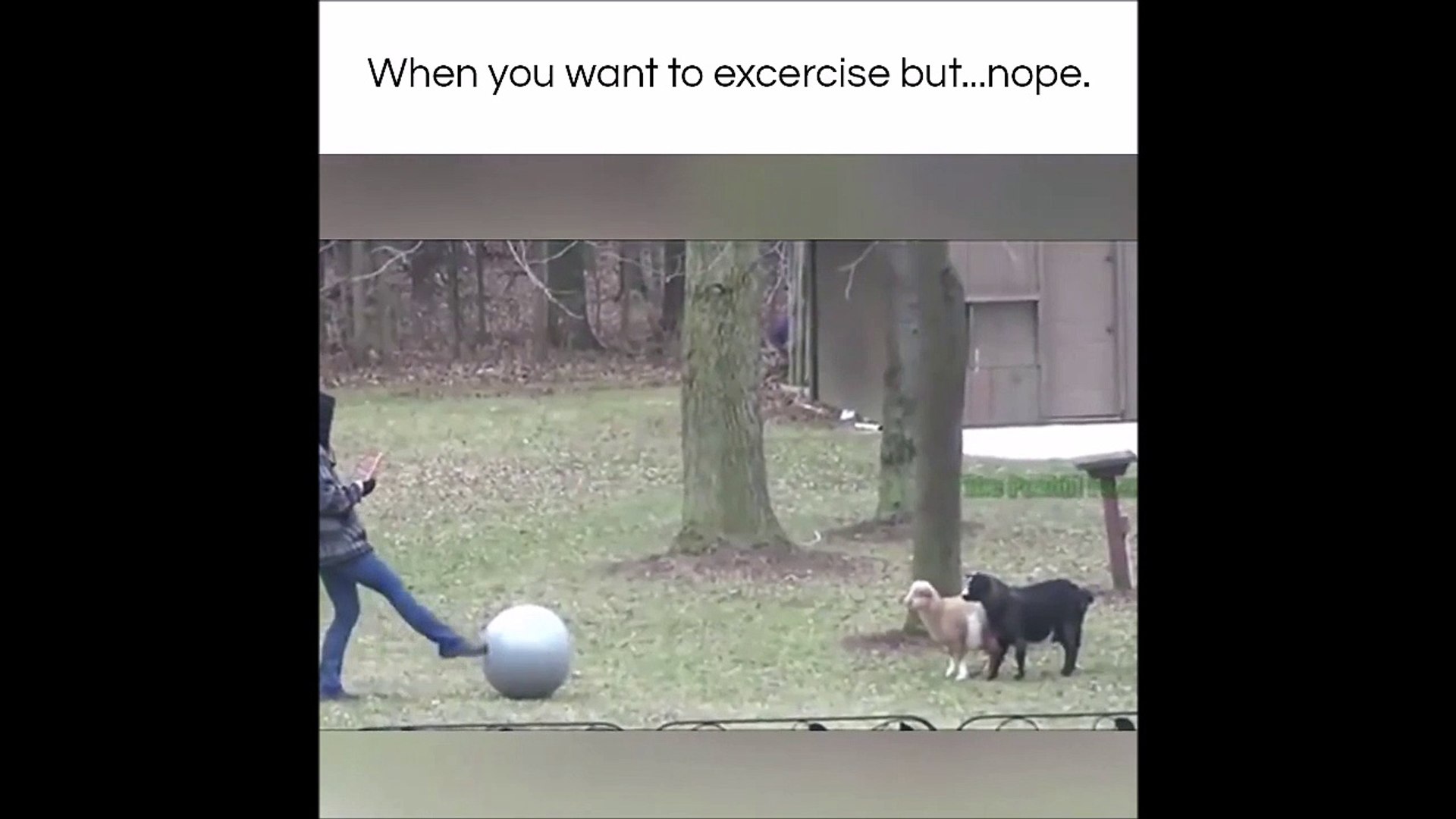 Comment paralyser de peur 2 chèvres.. Un ballon suffit - Vidéo Dailymotion